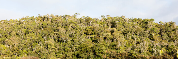 Fototapeta na wymiar Tropical jungle in Madagascar