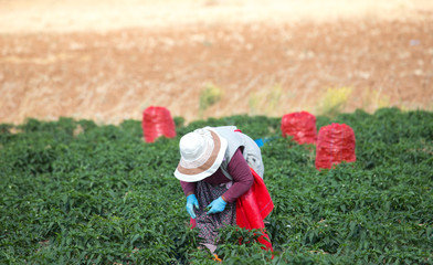 Fototapeta premium red sack with pepper harvest in field
