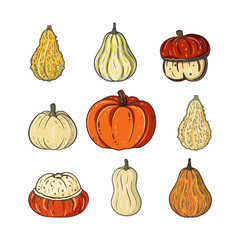 Vector pumpkins set. Colorful pumpkins isolated on white background. Autumn collection of decorative pumpkins. Different shapes, colors and sizes. Hand drawn vector illustration.
