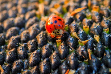 Bright red dotted ladybug on ripe black sunflower seeds in a farmer's field in summer. Ladybug -...