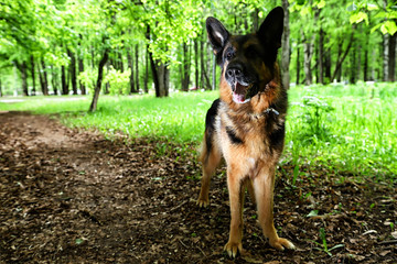 Dog German Shepherd in a forest in a summer