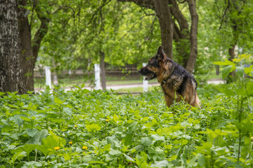 Dog German Shepherd in a forest in a summer