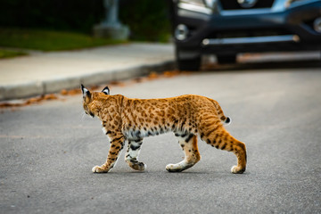 Wild Bobcat in the City