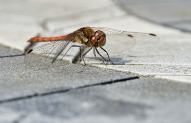 Libelle 10