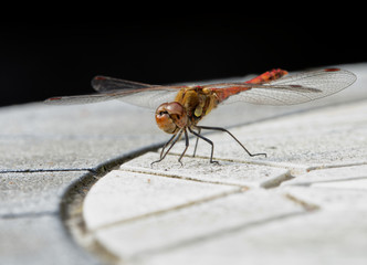 Libelle 11