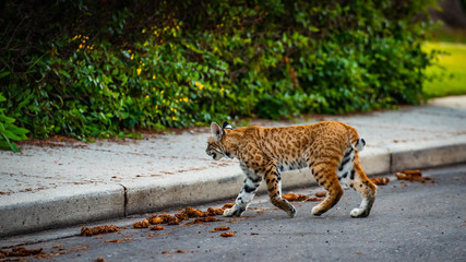 Wild Bobcat in the City