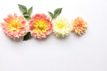 Fototapeta premium Dahlias on white wood table. Gentle romantic background. Floral background. Top view, flat lay. Flowers, spring, summer concept. Romance and love card concept. Empty space for your text.