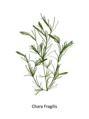Fototapeta premium Chara fragilis - a genus of charophyte green algae. Hand drawn vector illustration