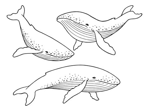 Blue whale graphic set black white isolated sketch illustration vector