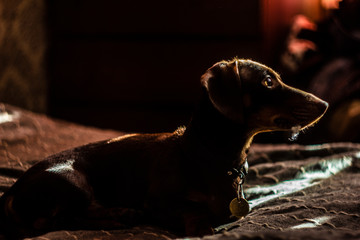 brown dog
