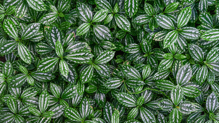 background, a wall of dark green leaves