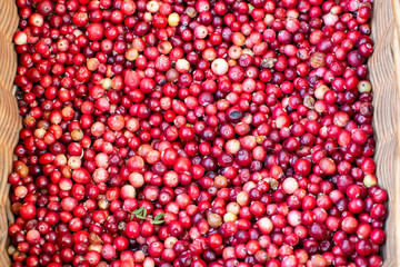 Fresh forest red cranberry in wicker basket