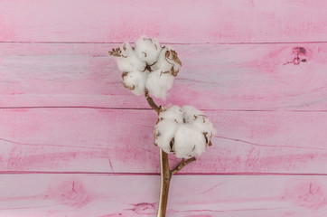 white cotton flowers on pink wooden background