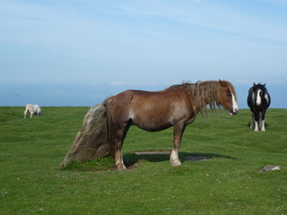 Fototapeta na wymiar Wild horse with standing stone
