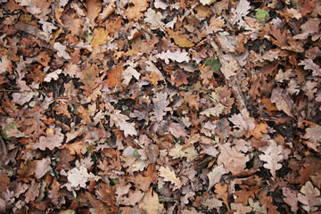 Waldblätter