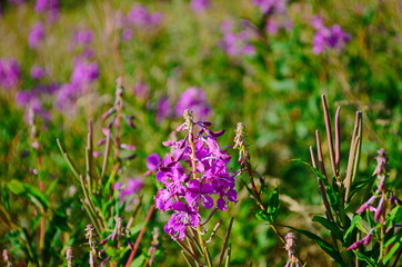 Medicinal herb fireweed a substitute for black tea growing in the Carpathians
