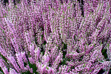 Fototapeta premium Pink and white heather flowers
