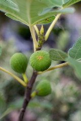 Young fig tree with small fruit and green leafs