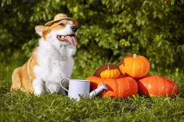 Photo of a purebred Corgi dog wearing a village hat near a pumpkin at Halloween weekend
