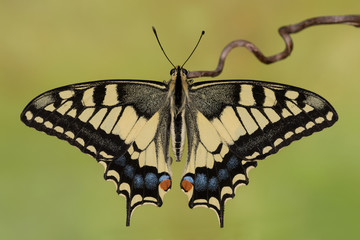 The Old World swallowtail butterfly (Papilio machaon)