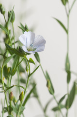 Flax (Linum usitatissimum) flowers