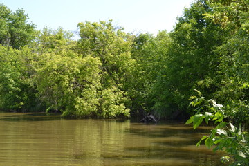 Beautiful summer landscape of the lake and plants