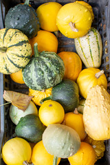 Colorful decorative, white, yellow and green pumpkins
