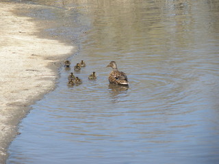 Duck Family swimming away