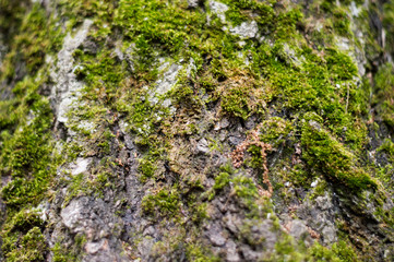 pine tree trunk covered with moss close-up, background photo