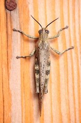 Gray Locust  on a wood board