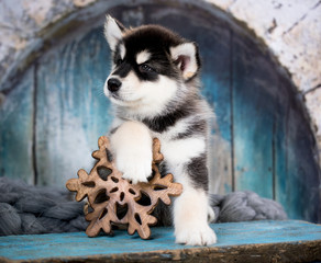 Alaskan Malamute puppy, black and white puppy with long fluffy hair
