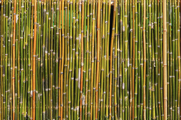 Bamboos wall texture for background.   