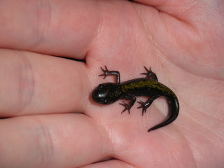 Baby Salamander