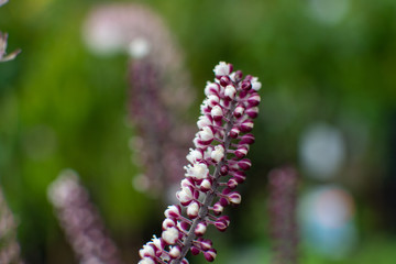 Black cohosh cimicifuga flower close up