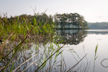 Spider web in september morning light