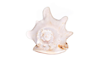 Big bright seashell on the white background