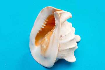 Fototapeta na wymiar Sea shells. Big and small sea shells on blue background. Different size seashells. Souvenir from vacation. Minimal style.