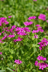 ピンク色の花