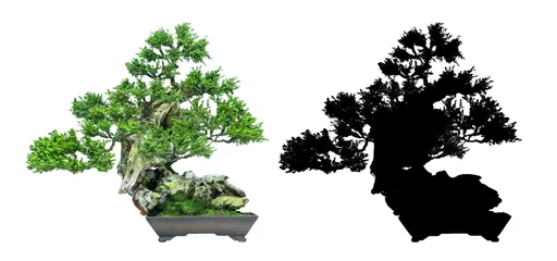  Japanese bonsai trees, on a white background and black silhouette of bonsai. used as a logo. To decorate © katobonsai