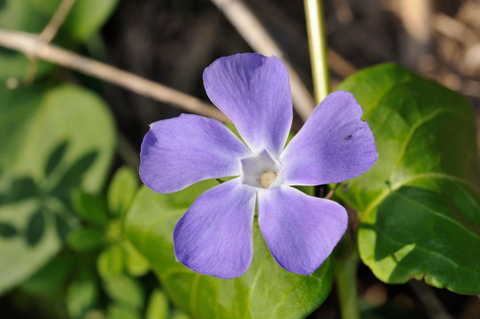 Vinca major, with the common names bigleaf periwinkle, large periwinkle, greater periwinkle and blue periwinkle, is a species of flowering plant in the family Apocynaceae