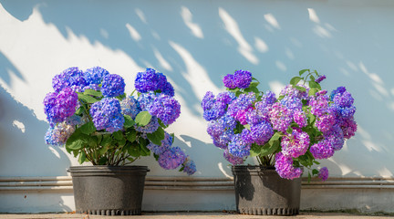Colorful hydrangeas blooming in the corner