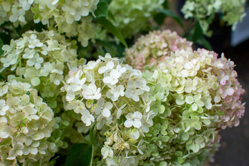 Close up on hortensia bobo flower