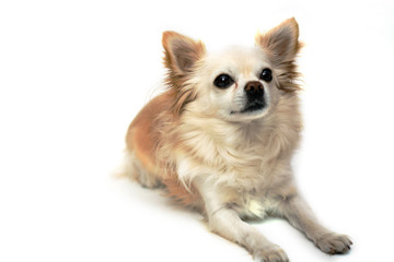 Obraz premium a portrait of a Chihuahua dog looking sadly at us with white background