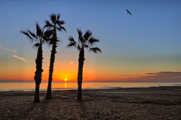 Three palm trees stand as a group on the beach. A beautiful sunrise over the Mediterranean in La Mata north of the Spanish city of Torrevieja. In the sky a seagull flies.