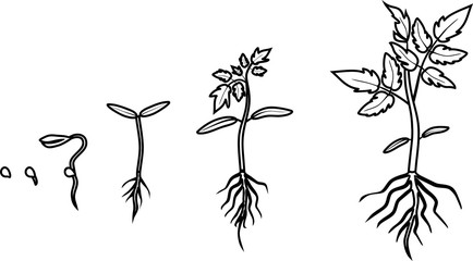 Fototapeta na wymiar Coloring page. Life cycle of tomato plant. Growth stages of tomato plant from planting a seed to sprout with leaves isolated on white background