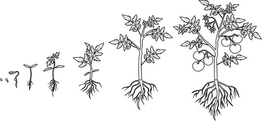 Coloring page. Life cycle of tomato plant. Growth stages from seed to flowering and fruiting plant with tomatoes isolated on white background