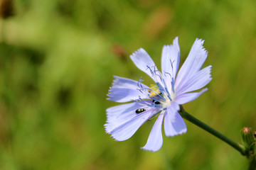 Chicory head with black bug