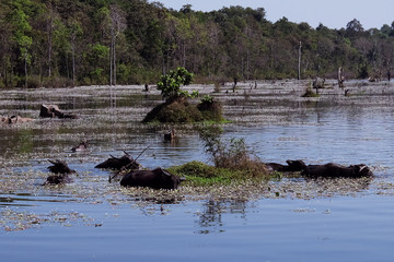 Water buffalo in a tropical swamp. Marshland. Wild nature.