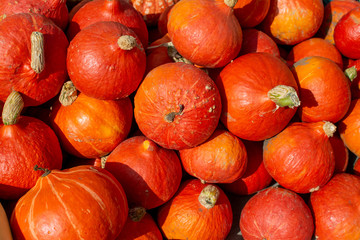 Hokkaido bright orange pumpkins pile