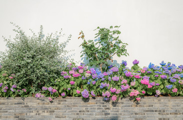 Colorful hydrangeas blooming in the corner